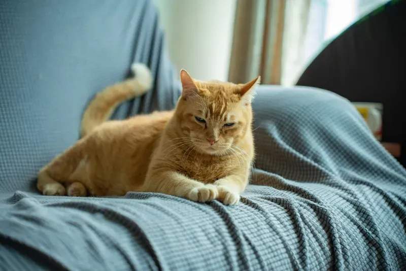 春の換毛期に備える、猫のブラッシング習慣の見直しポイント