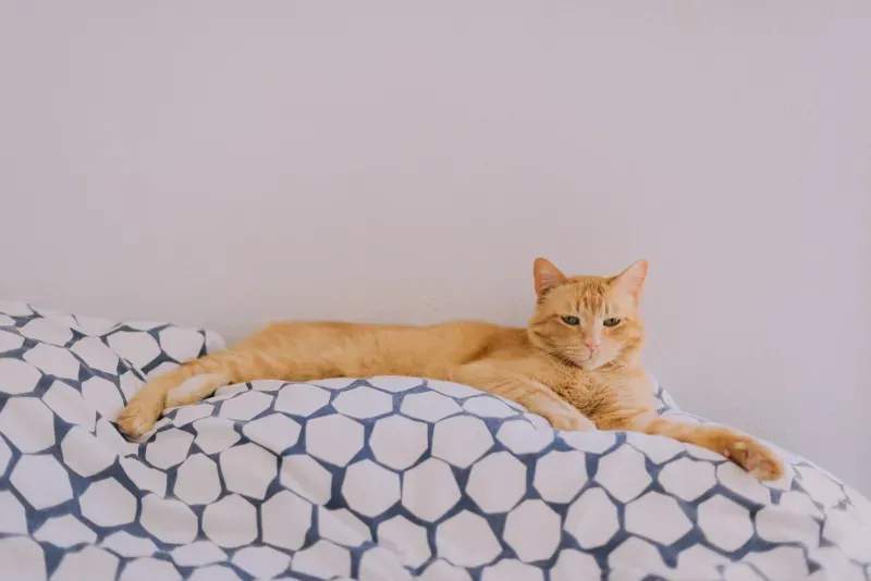 新生活前に整えたい、猫が安心できるお部屋づくり