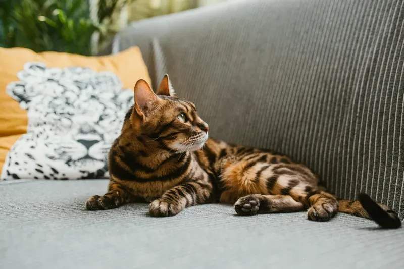 ねこ暮らしサポート株式会社 10