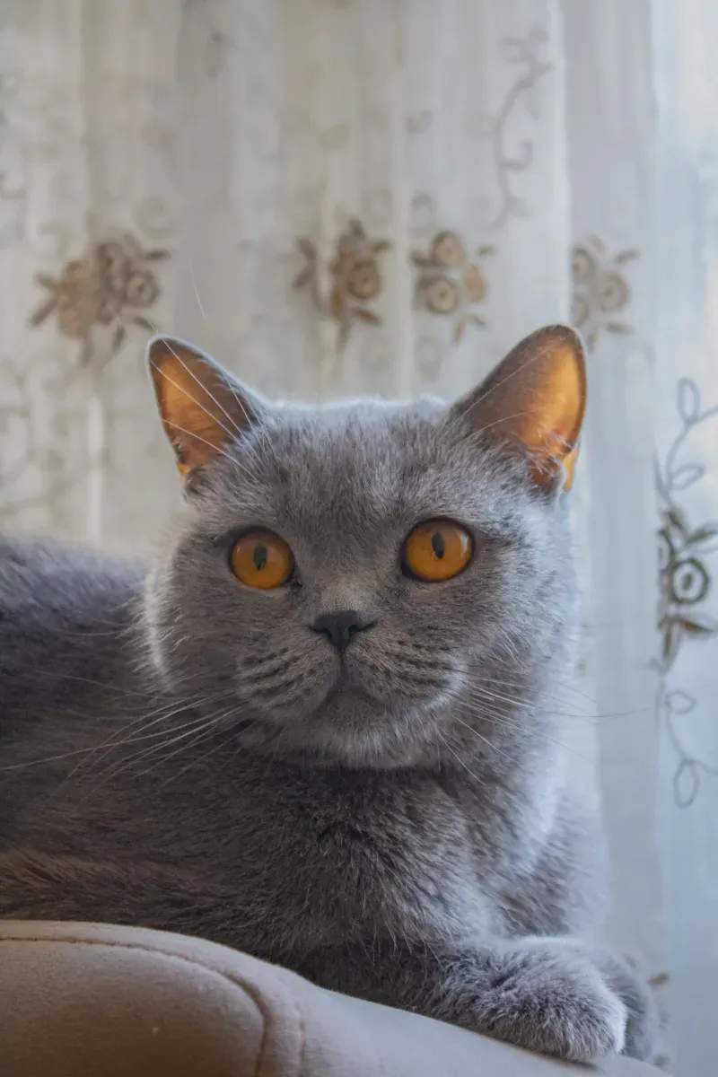ねこ暮らしサポート株式会社 11