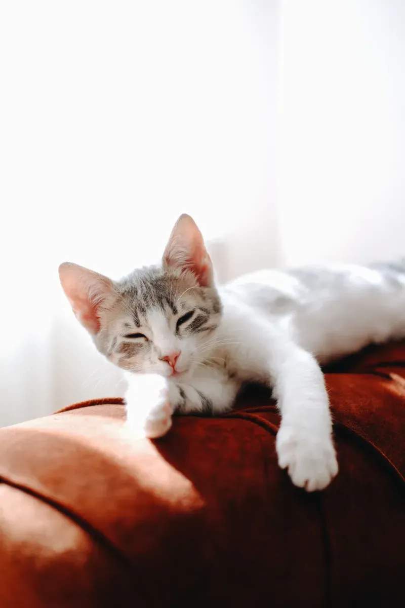 ねこ暮らしサポート株式会社 12