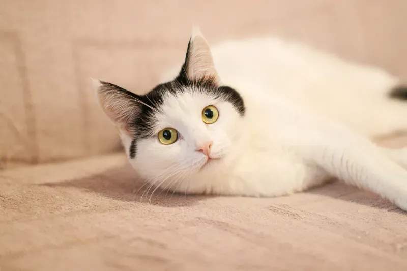 ねこ暮らしサポート株式会社 3