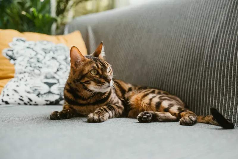 ねこ暮らしサポート株式会社 4