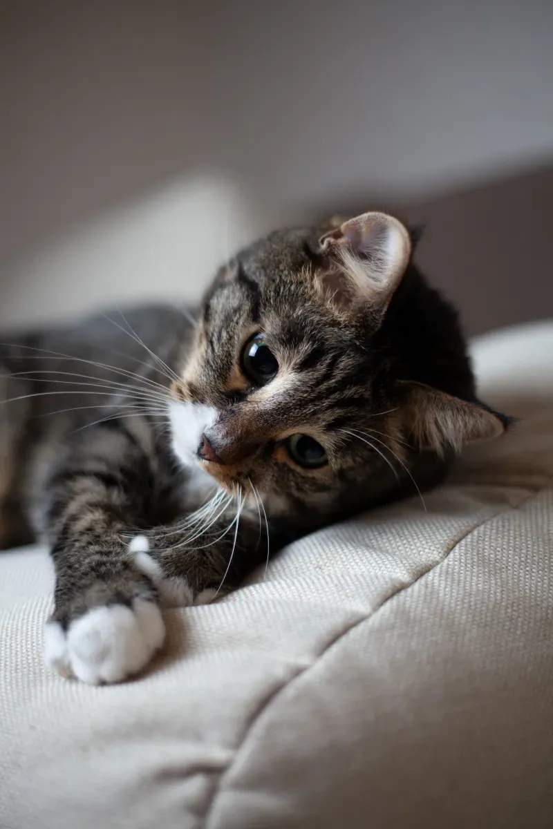 ねこ暮らしサポート株式会社 5