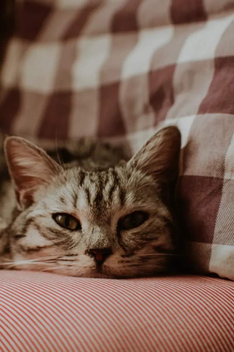 ねこ暮らしサポート株式会社 6