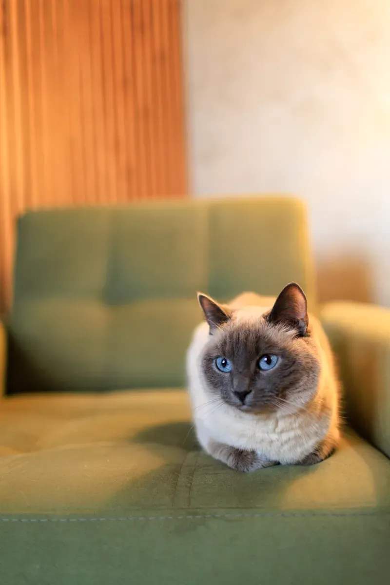 ねこ暮らしサポート株式会社 7