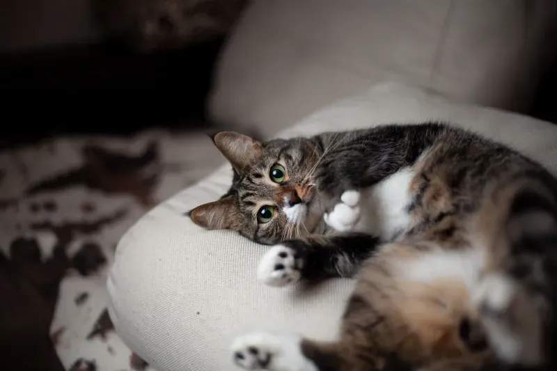 ねこ暮らしサポート株式会社 8