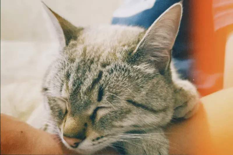 ねこ暮らしサポート株式会社 9