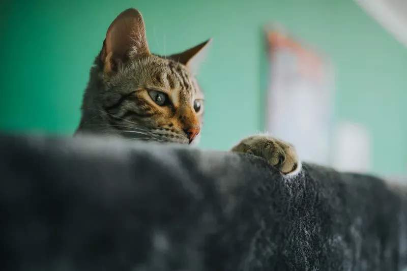 キャットホテル運営