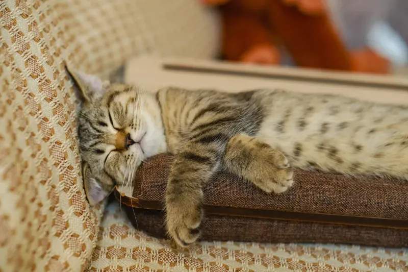 猫用品の相談・提案